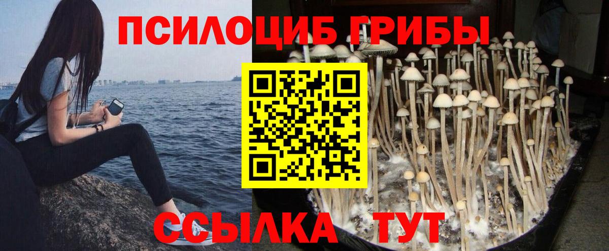 Лениногорск  Псилоцибиновые грибы Psilocybine cubensis  где купить наркоту  Вход с VPN 
